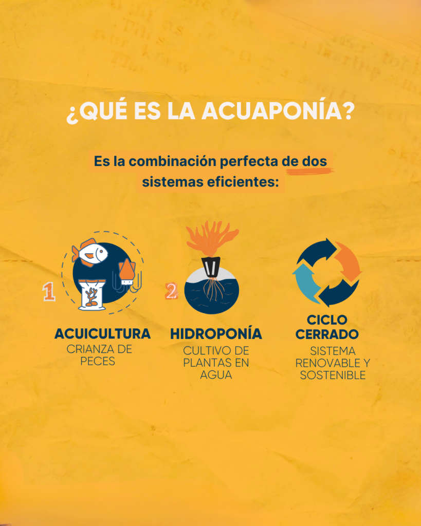 Infografía explicativa de cómo funciona un sistema de acuaponía y el ciclo del agua limpia.