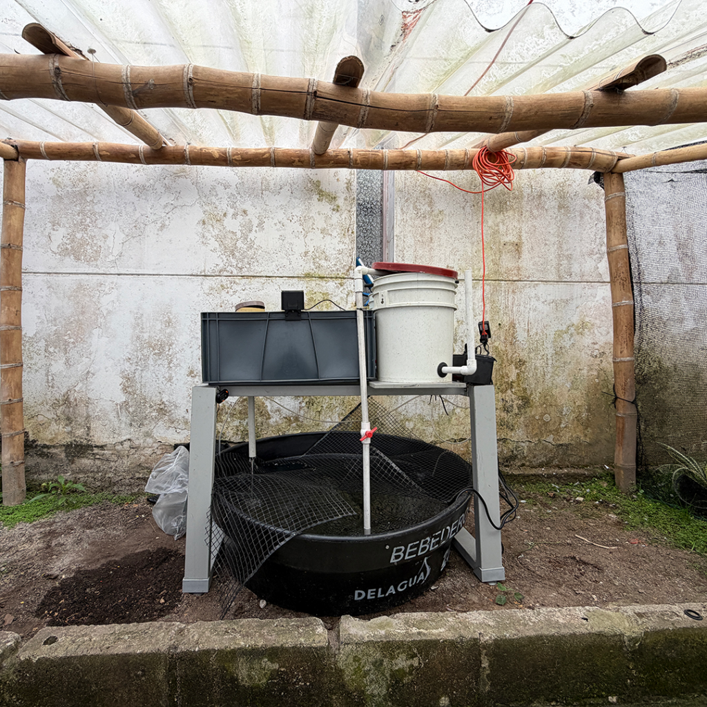 Cultivos hidropónicos y tanques de peces integrados en el sistema acuapónico de Abejorral.