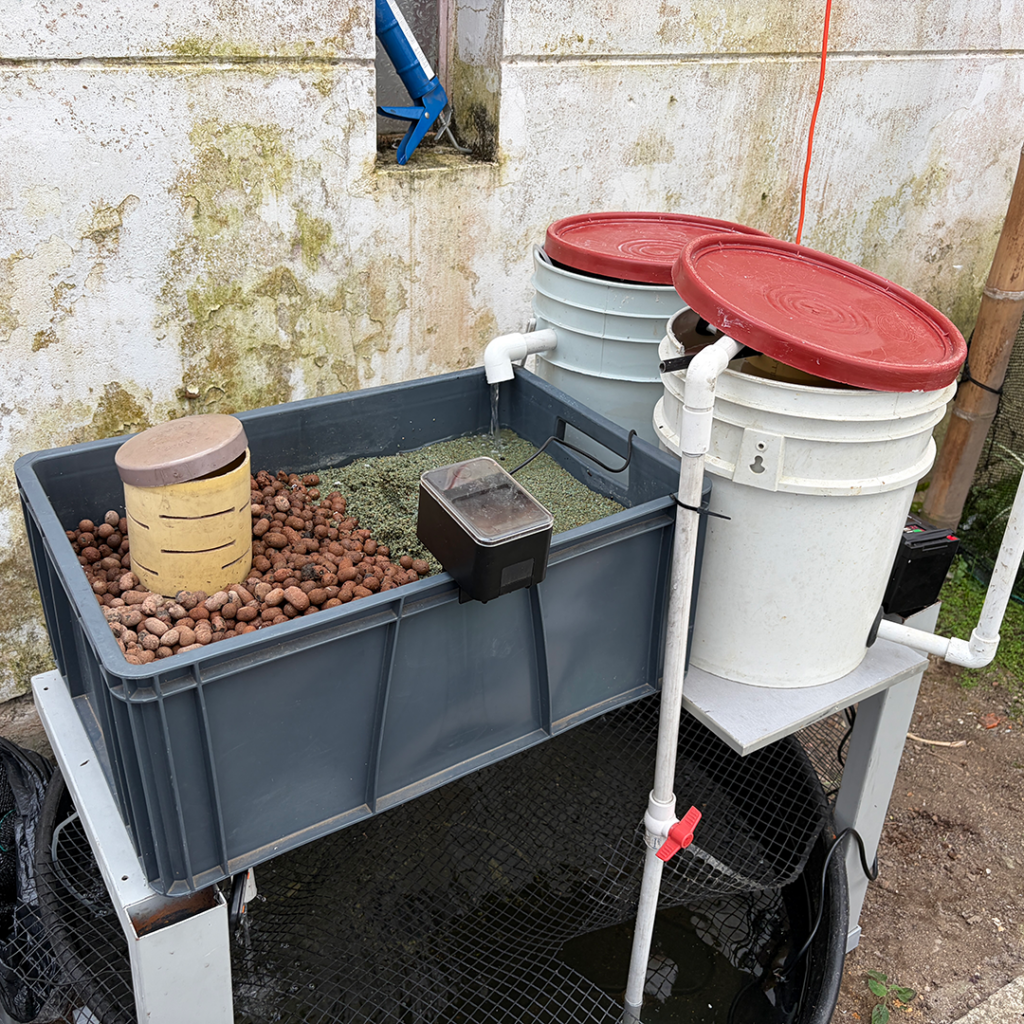 Cultivos hidropónicos y tanques de peces integrados en el sistema acuapónico de Abejorral.