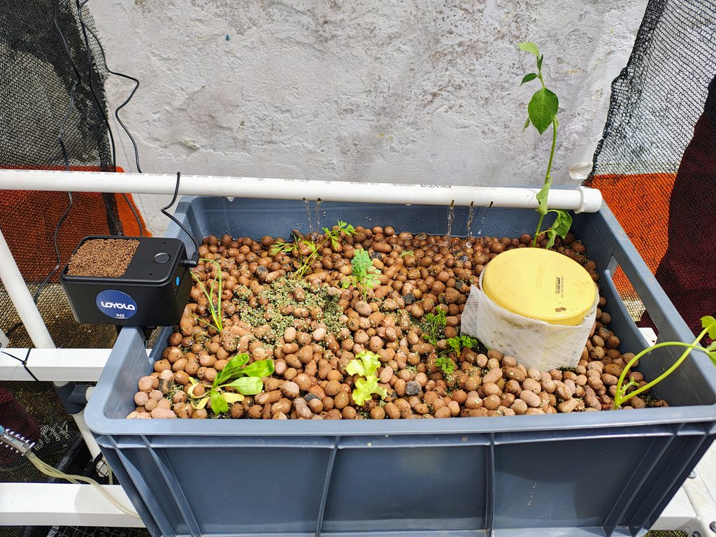 Proyecto de huerta acuapónica en sede rural de Abejorral