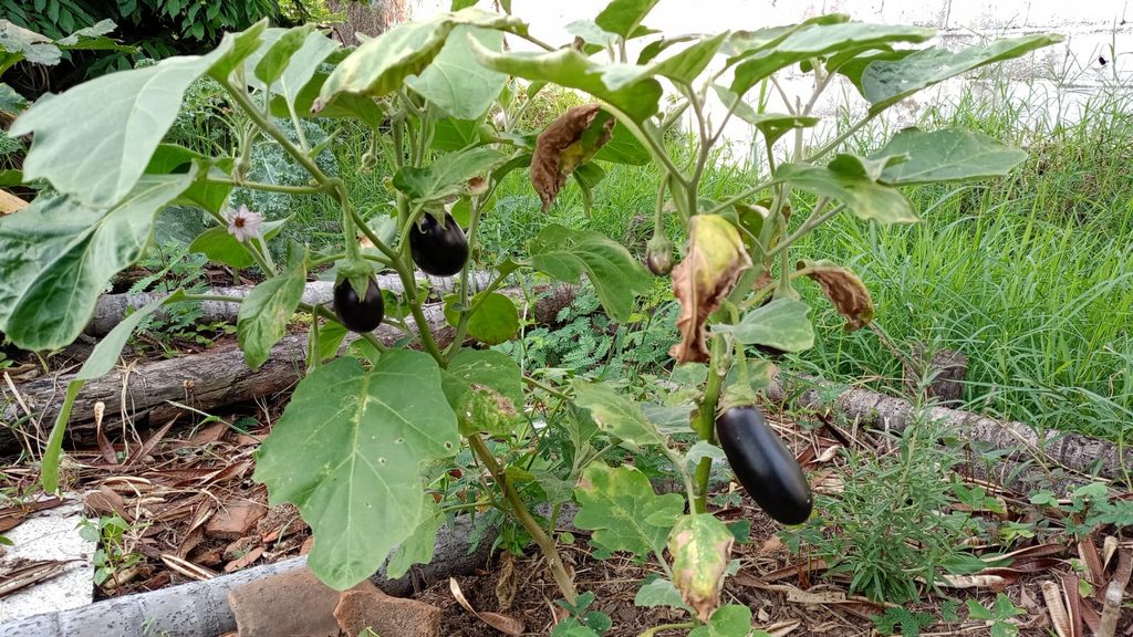Berenjenas creciendo en la huerta de la Fundación Loyola